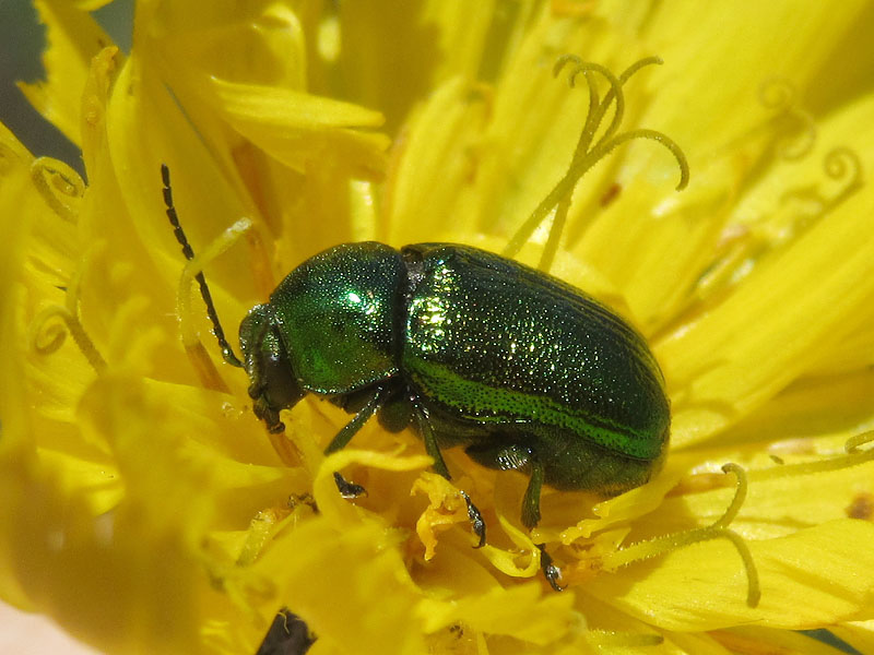 Cryptocephalus aureolus (cfr.)